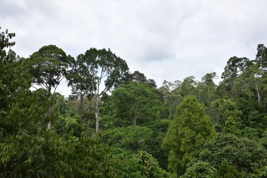 Dżungla w dolinie Danum, Sabah, Borneo