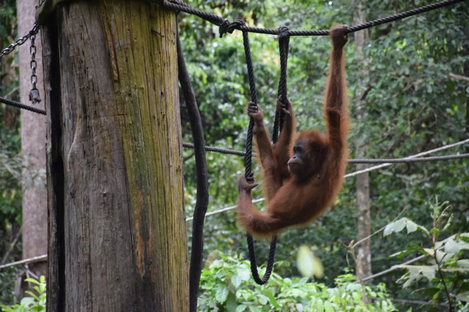 Centrum Rehabilitacji Organgtan w Sepiloku, Sabah, Borneo