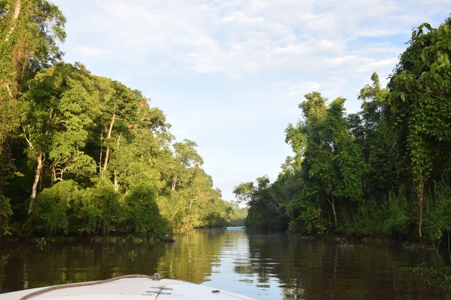 Safari rzeczne na rzece Kinabatangan, Sabah, Borneo