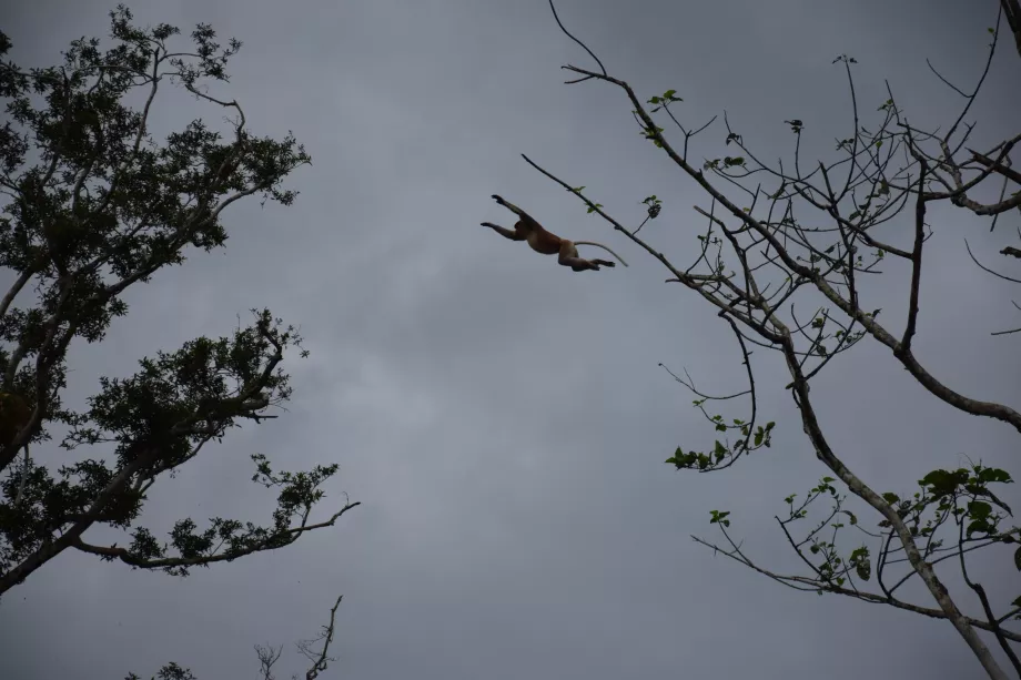 Rzeka Kinabatangan, Sabah, Borneo