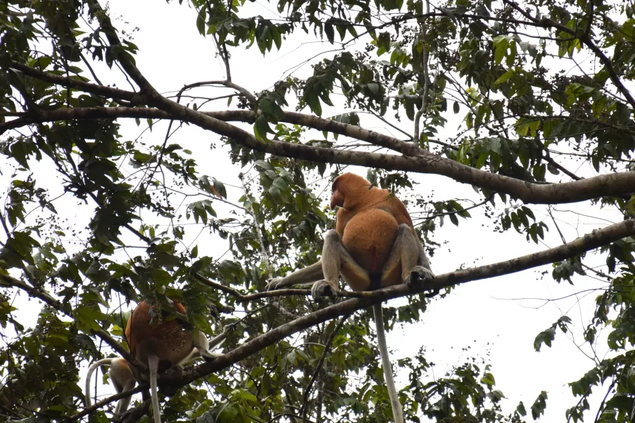 Mokradła Klias, Sabah, Borneo