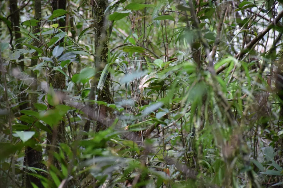 Dorzecze rzeki Maliau, Sabah, Borneo