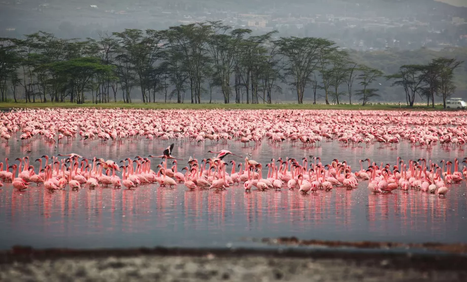 Flamingi w Nakuru