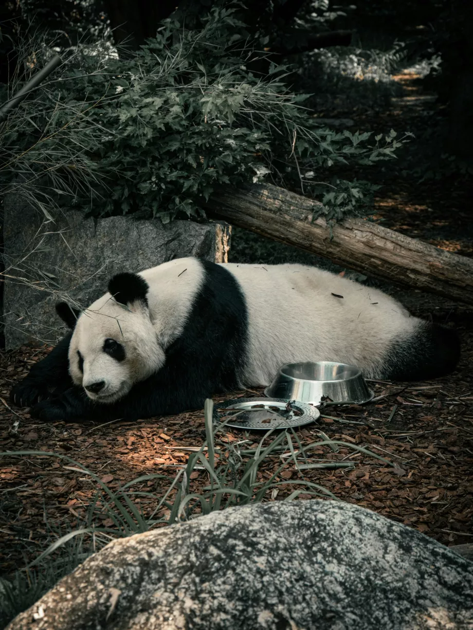 Panda wielka w wiedeńskim zoo