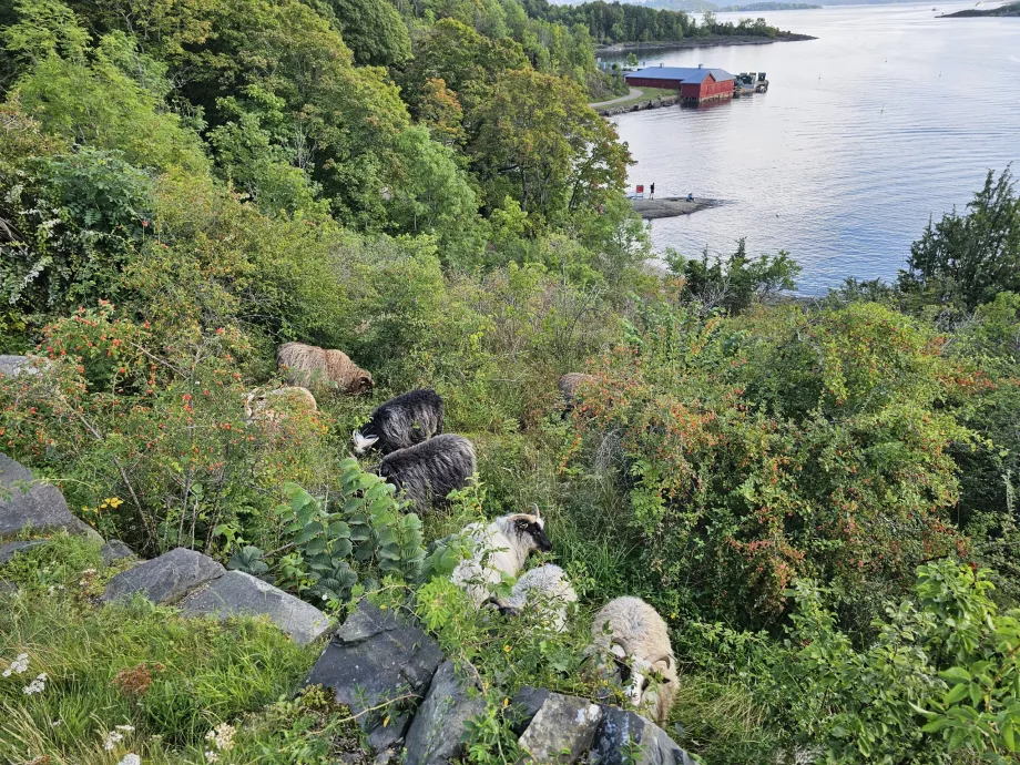 Zwierzęta na wyspie Hovedoya