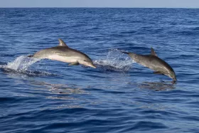 Delfiny z Madery