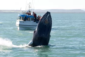 Obserwacja wielorybów