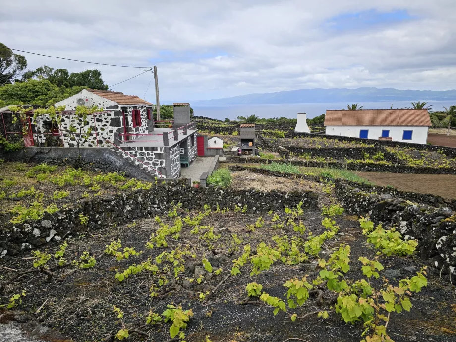 Winnice Lava, Ribeirinha