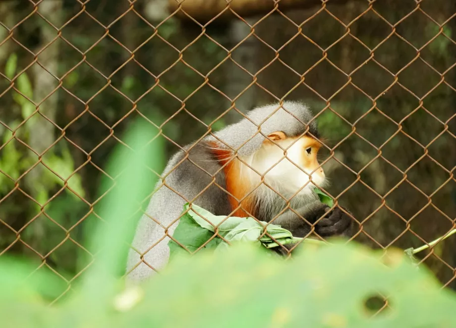 Cuc Phuong NP, Ninh Binh, Wietnam