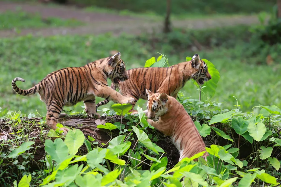 Zoo Ragunan