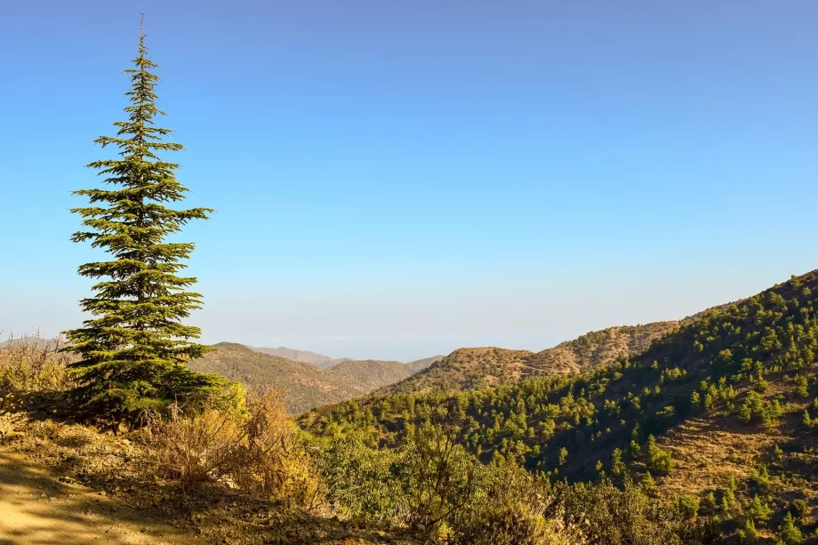 Świerk troodos