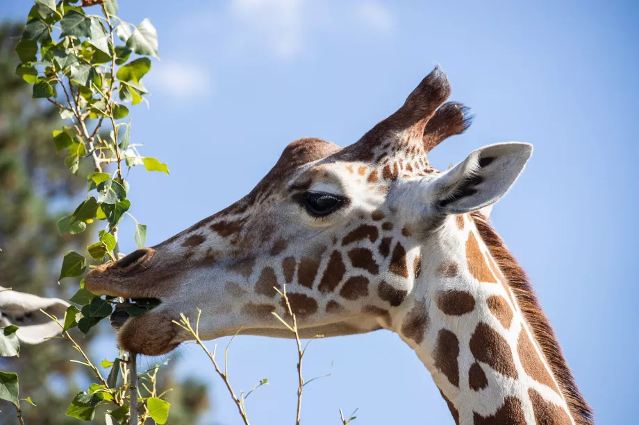 Żyrafa w zoo Schönbrunn