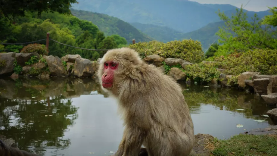 Park małp Arashiyama