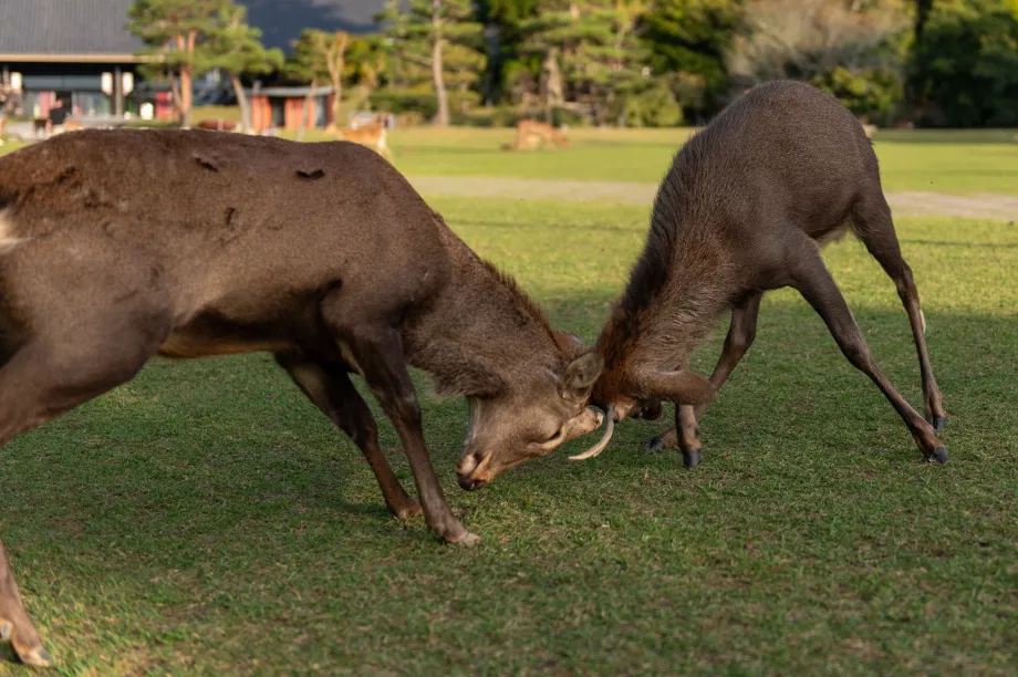 Nara Park