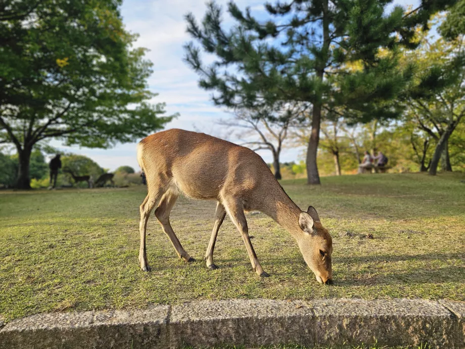 Nara Park