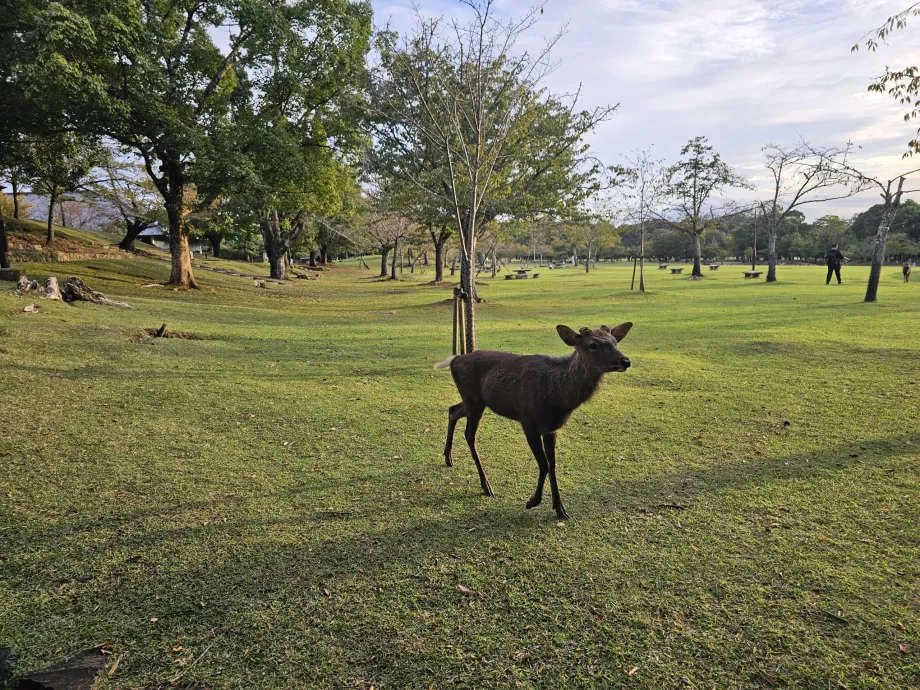 Nara Park