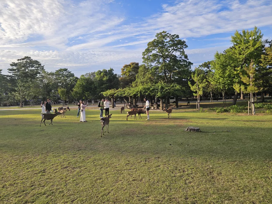 Nara Park