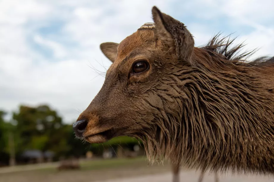 Nara Park