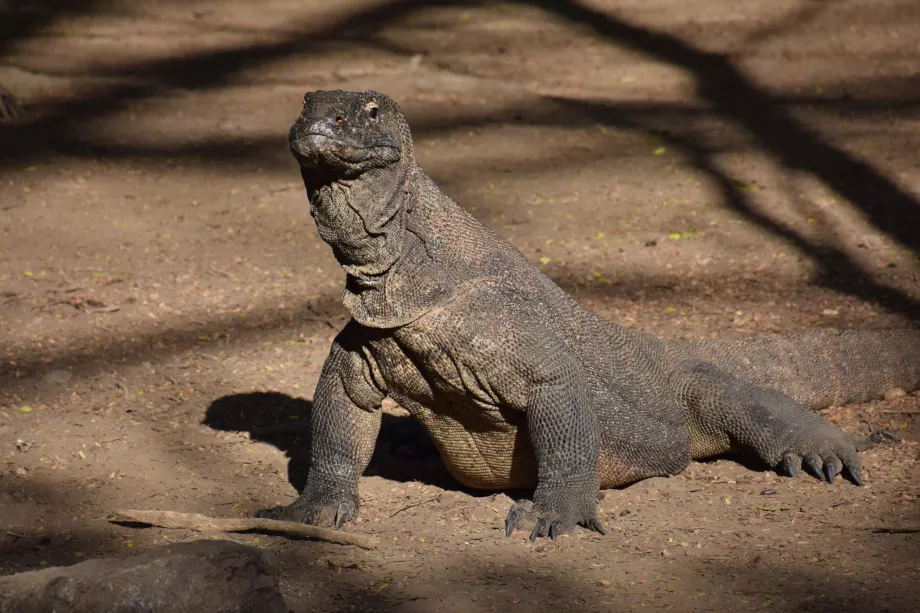 Wyspa Komodo, Wyspy Komodo, Indonezja