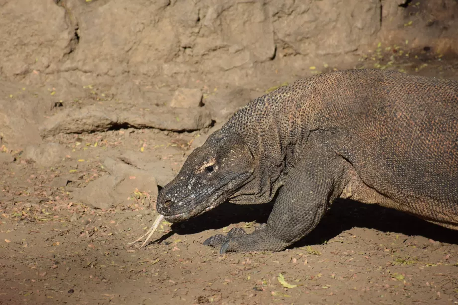 Smok z Komodo, wyspy Komodo, Indonezja