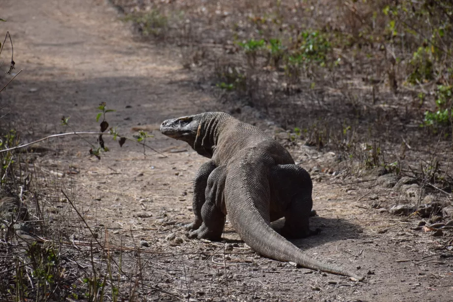 Varan komodo, Wyspy Komodo, Indonezja