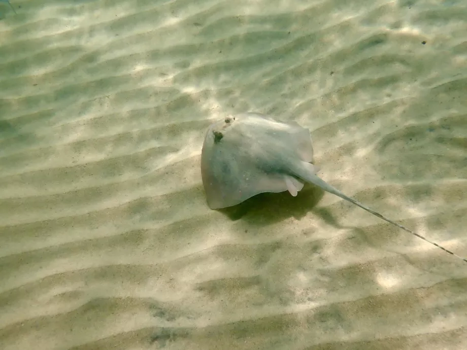 Nurkowanie z rurką na Tioman