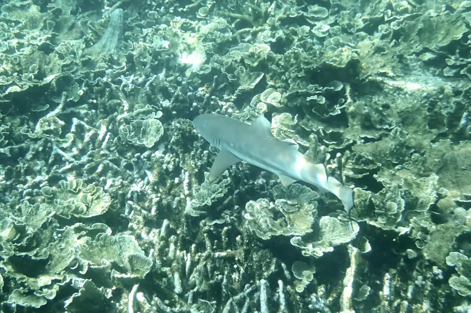 Snorkeling na Tioman i rekin