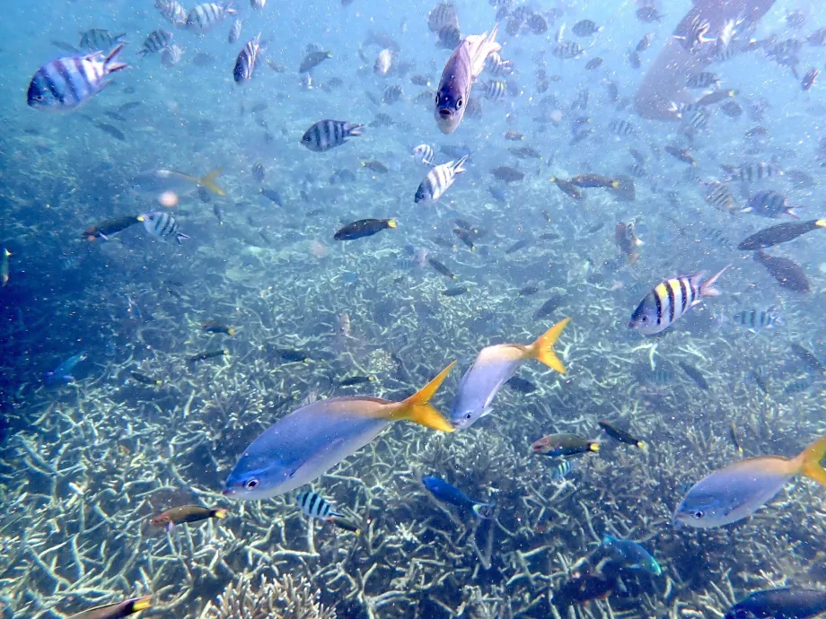 Snorkeling na Tioman i ryby